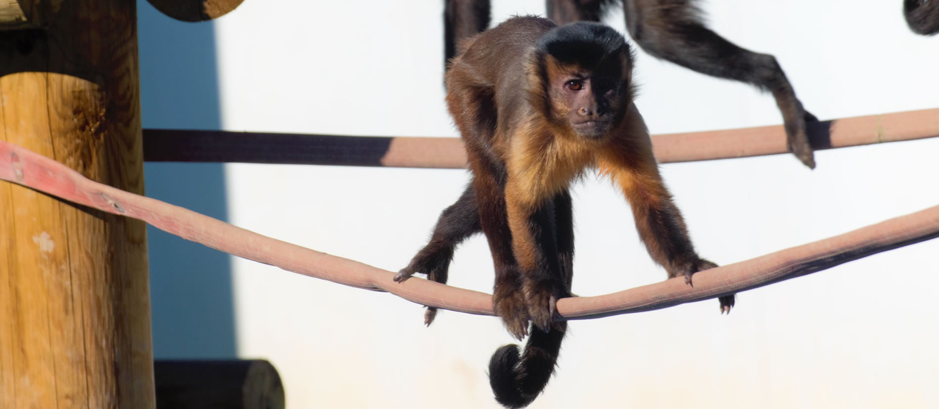 Primates disfrutando de las mangueras Iberext en el Centro de Rescate Rainfer
